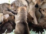 WOLF DOG YAVRU KURTLAR