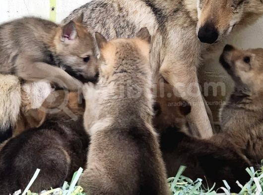 WOLF DOG YAVRU KURTLAR