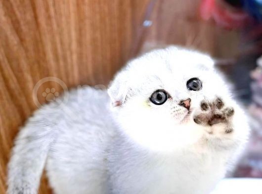Adi Bal Scottishfold Yavru görsel