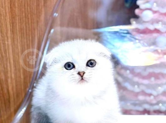 Adi Bal Scottishfold Yavru görsel