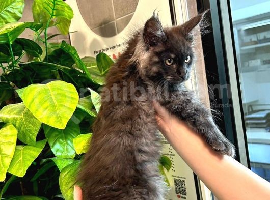 Xl Mainecoon Black Smoke Dişi görsel