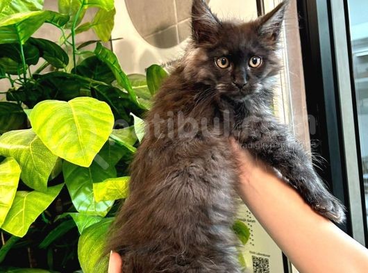 Xl Mainecoon Black Smoke Dişi görsel