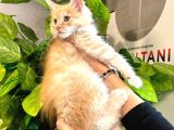 Safkan XL Mainecoon Yavruları