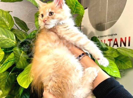 Safkan Xl Mainecoon Yavruları