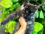 XL Mainecoon black smoke Dişi