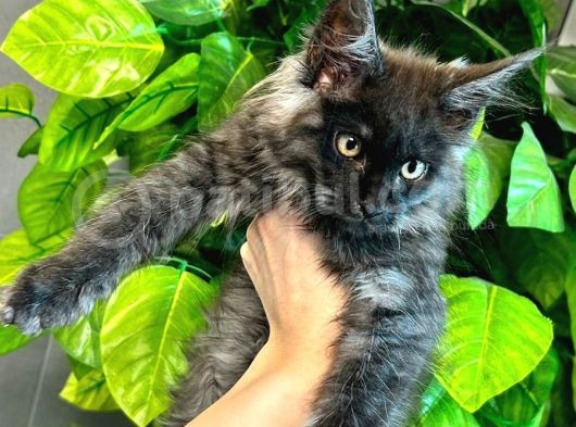 Xl Mainecoon Black Smoke Dişi