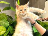 Safkan Xl Mainecoon Yavruları
