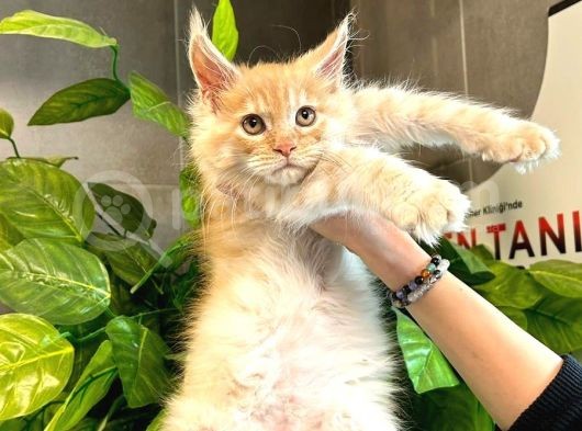 Safkan Xl Mainecoon Yavruları görsel