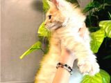 Safkan Xl Mainecoon Yavruları