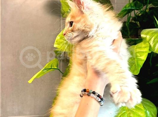 Safkan Xl Mainecoon Yavruları görsel
