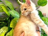 Safkan Xl Mainecoon Yavruları