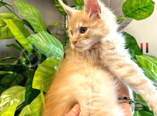 Safkan Xl Mainecoon Yavruları görsel