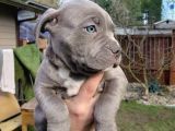 A kalite Cane Corso Erkek ve dişi