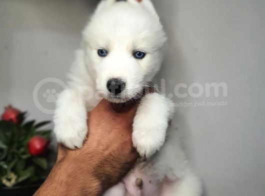 Safkan Husky Yavrularım görsel