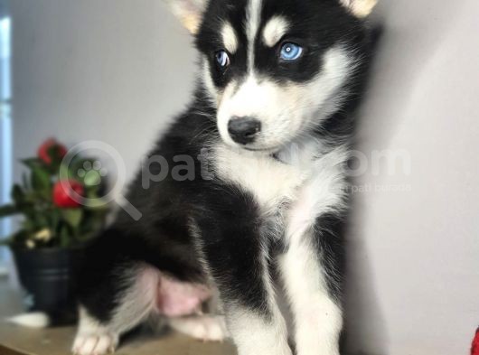 Safkan Husky Yavrularım