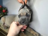 Özel Olmak Isteyene Formantino  Renk Cane Corsa