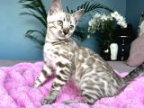 Show Class Bengal Snow Mink Ve Sephia