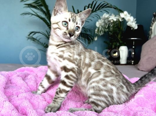 Show Class Bengal Snow Mink Ve Sephia görsel