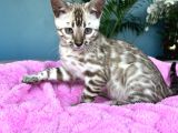 Show Class Bengal Snow Mink Ve Sephia