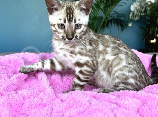 Show Class Bengal Snow Mink Ve Sephia görsel