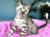 Show Class Bengal Snow Mink Ve Sephia
