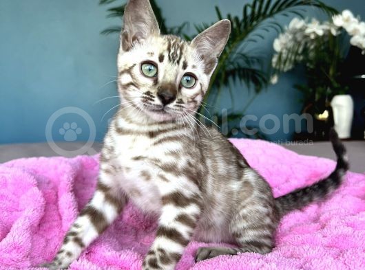 Show Class Bengal Snow Mink Ve Sephia görsel