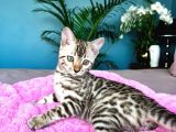 Show Class Bengal Snow Mink Ve Sephia