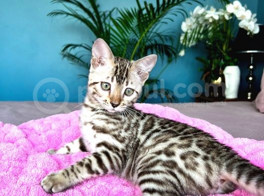 Show Class Bengal Snow Mink Ve Sephia görsel
