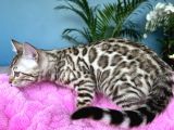 Show Class Bengal snow Mink ve sephia