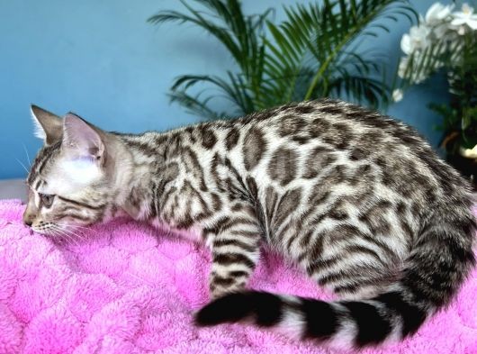 Show Class Bengal Snow Mink Ve Sephia