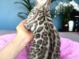 Show Class Bengal Snow Mink Ve Sephia
