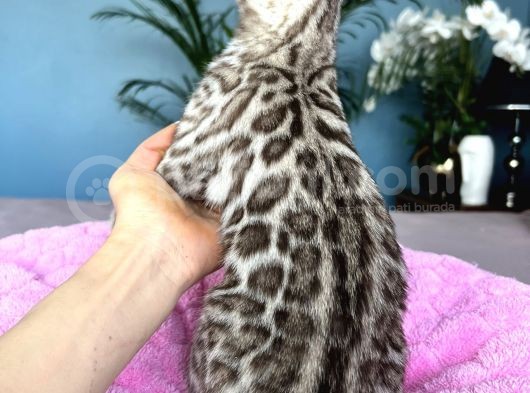 Show Class Bengal Snow Mink Ve Sephia görsel