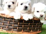 A kalite Maltese terrier yavrularımız