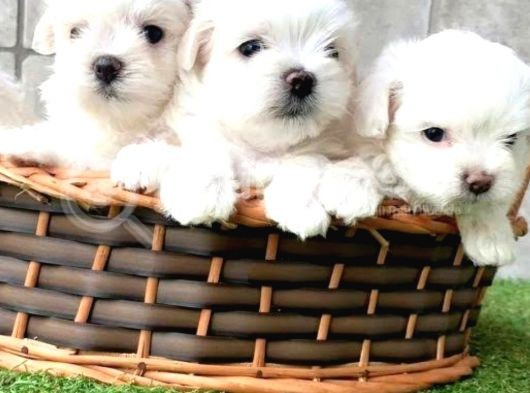 A Kalite Maltese Terrier Yavrularımız
