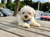 Xs Maltese Bebekler