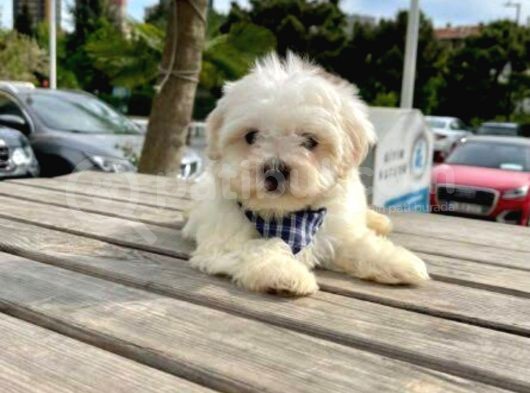 Xs Maltese Bebekler görsel