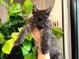 Xl Mainecoon Black Smoke Dişi