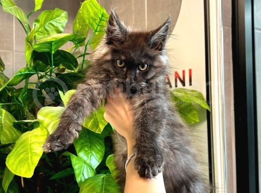Xl Mainecoon Black Smoke Dişi görsel