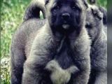 dev kangal yavruları