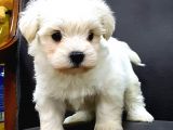 A kalite Maltese terrier yavrularımız