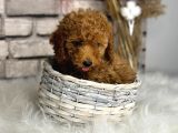 A Kali̇te Toypoodle Dünyasi