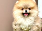 Boo Pomeranian Teddy Bear Ayi Surat Yavrularimiz
