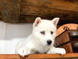 Mükemmel Husky Sibirya Kurdu Yavrularımız