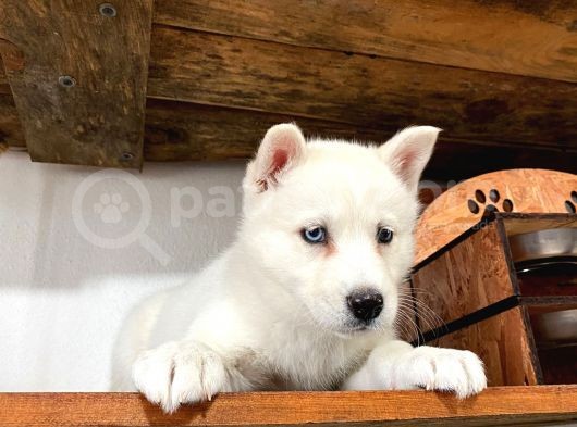 Mükemmel Husky Sibirya Kurdu Yavrularımız görsel