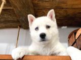 Mükemmel Husky Sibirya Kurdu Yavrularımız