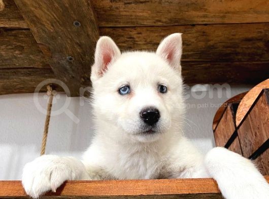 Mükemmel Husky Sibirya Kurdu Yavrularımız