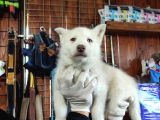 Mükemmel Husky Sibirya Kurdu Yavrularımız