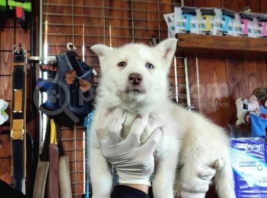 Mükemmel Husky Sibirya Kurdu Yavrularımız görsel