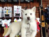 Mükemmel Husky Sibirya Kurdu Yavrularımız