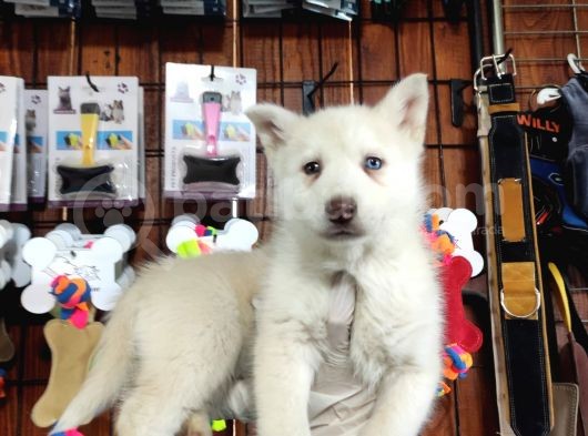 Mükemmel Husky Sibirya Kurdu Yavrularımız görsel